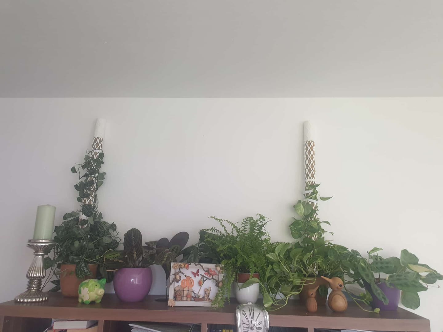 Customer photo review of Komplett Set Rankstab Rankhilfe für Zimmerpflanzen Ø 5