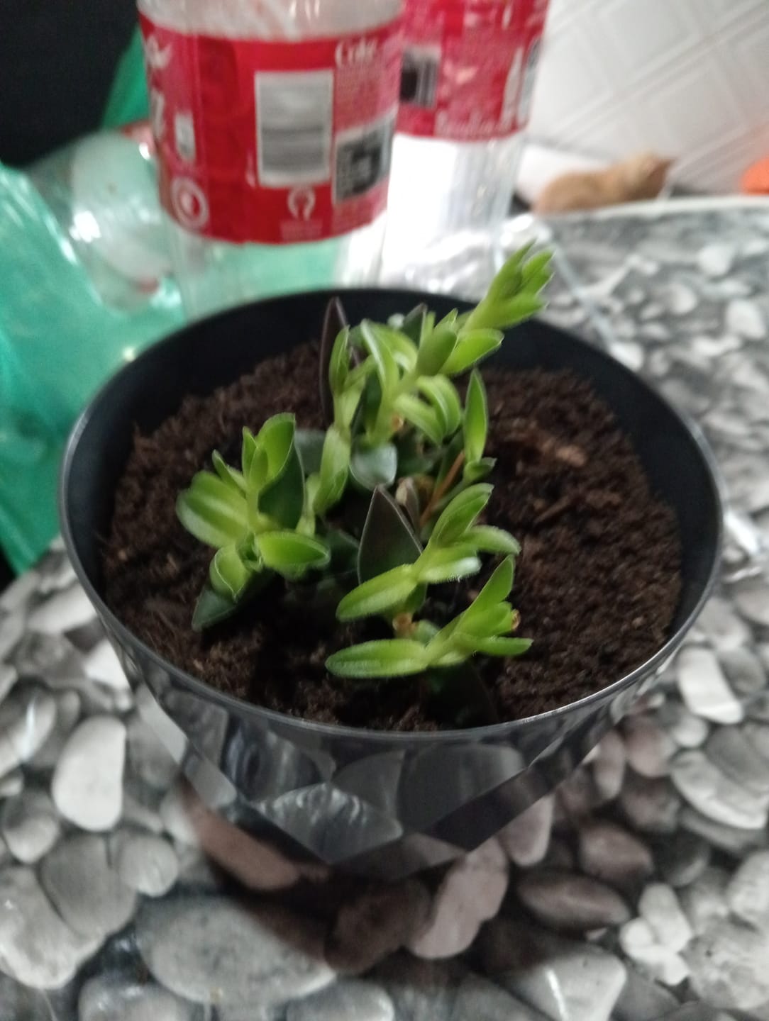 Customer photo review of Crassula capitella subsp. thyrsiflora (Red Pagoda) 85