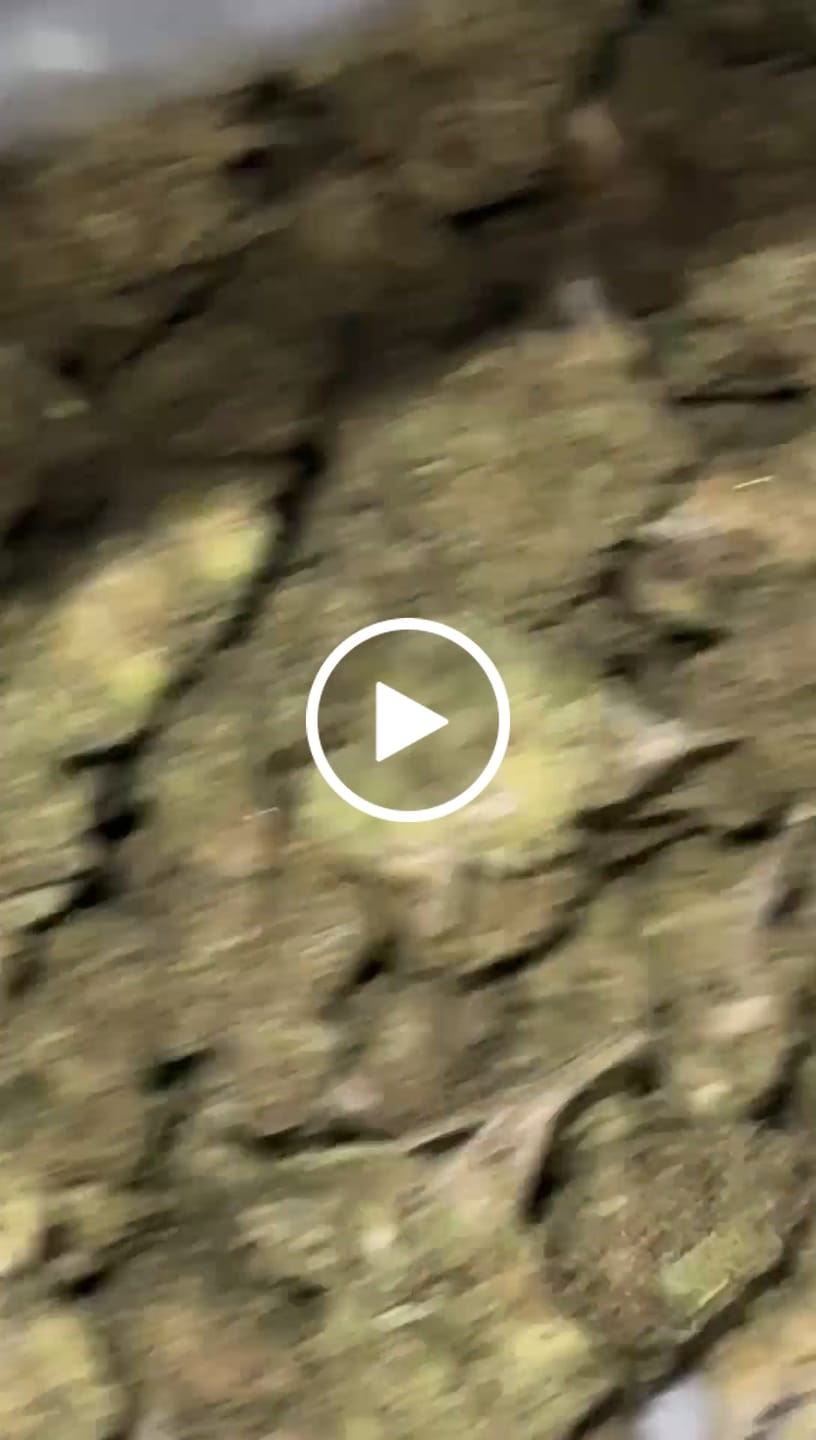 Customer video review of Biscotti Cake - Bulk - Hybrid