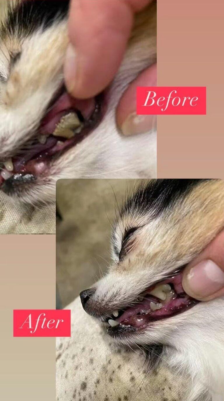 Customer photo review of Nettoyeur Dentaire Ultrasonique pour chien – Une bouche plus saine