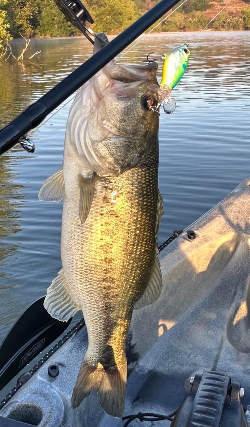 Customer photo review of PoPobait Topwater Bass Lure Plopper Lure | Double Blade