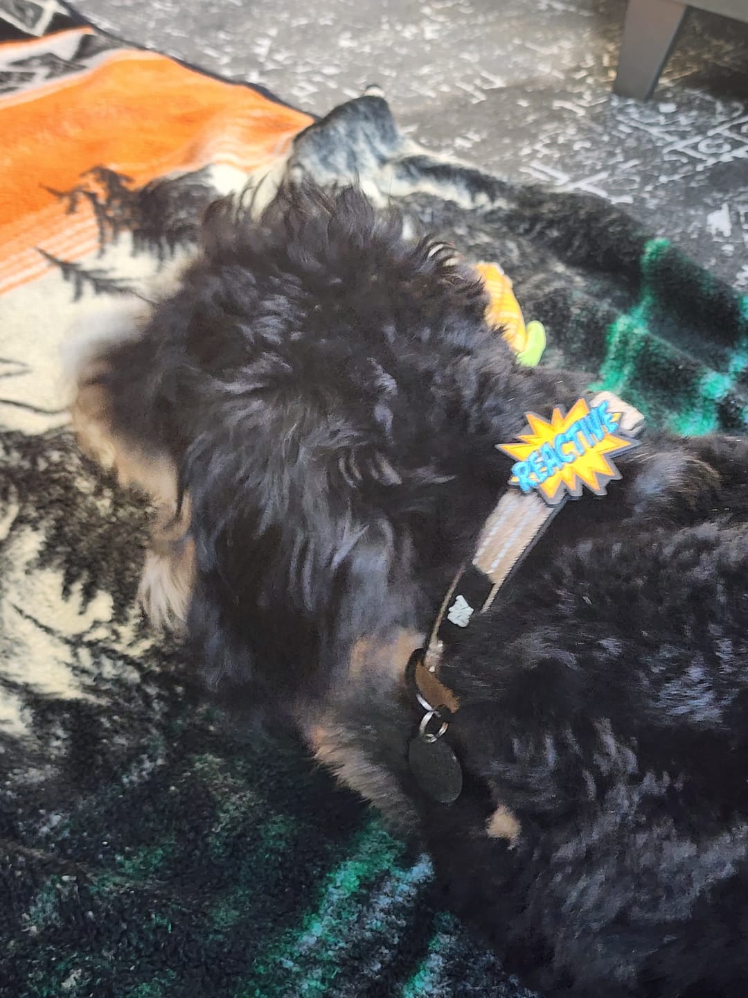 Customer photo review of Reactive Jiby Dog Charm