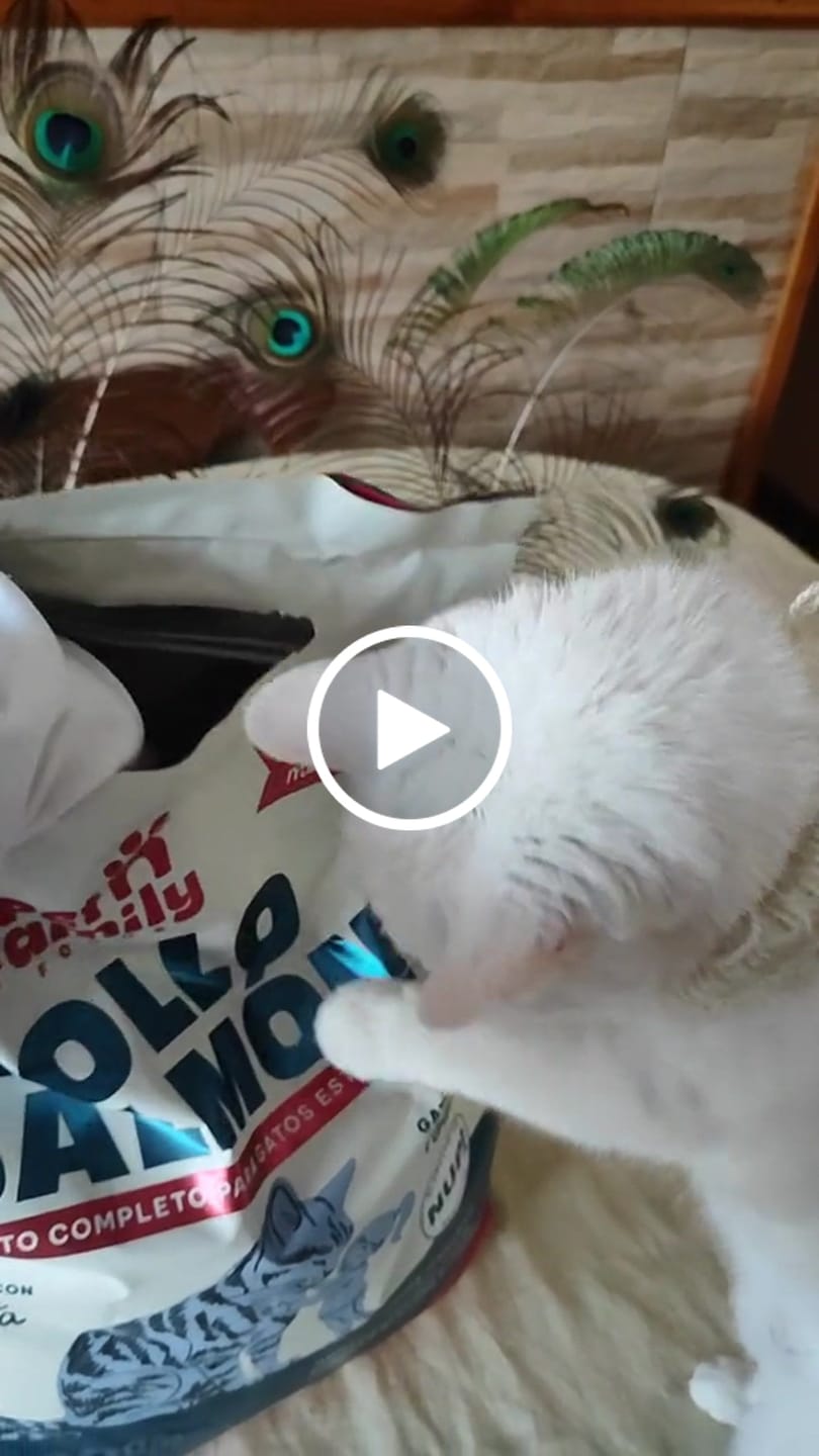 Customer video review of PetFamily Foods Gato Pollo-Salmón
