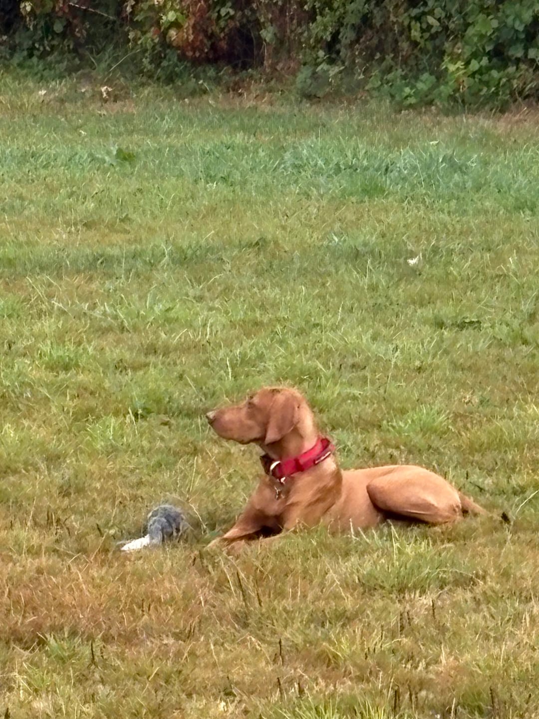 Customer photo review of 4cm Combat® Collar | With Handle & Secured Clip - Red