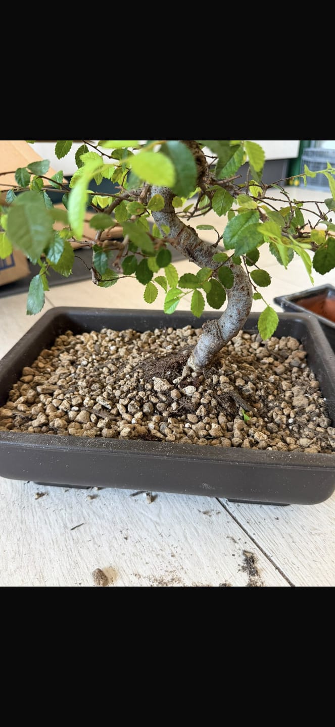 Customer photo review of VASI BONSAI PLASTICA RIGIDA PROFESSIONALI