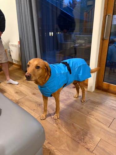 Customer photo review of Vimy & DryDogs Lightweight Waterproof Raincoat with Harness Hole Zip