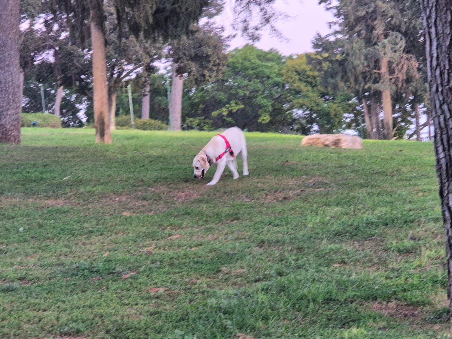 Customer photo review of SafeWalk® No-Pull 2.0 - רתמה נגד משיכות מותאמת אישית