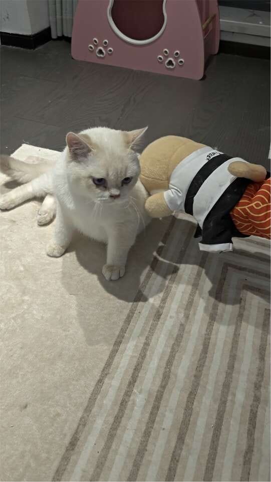 Customer photo review of Peluche Réconfortante pour Chat – Un compagnon doux au quotidien
