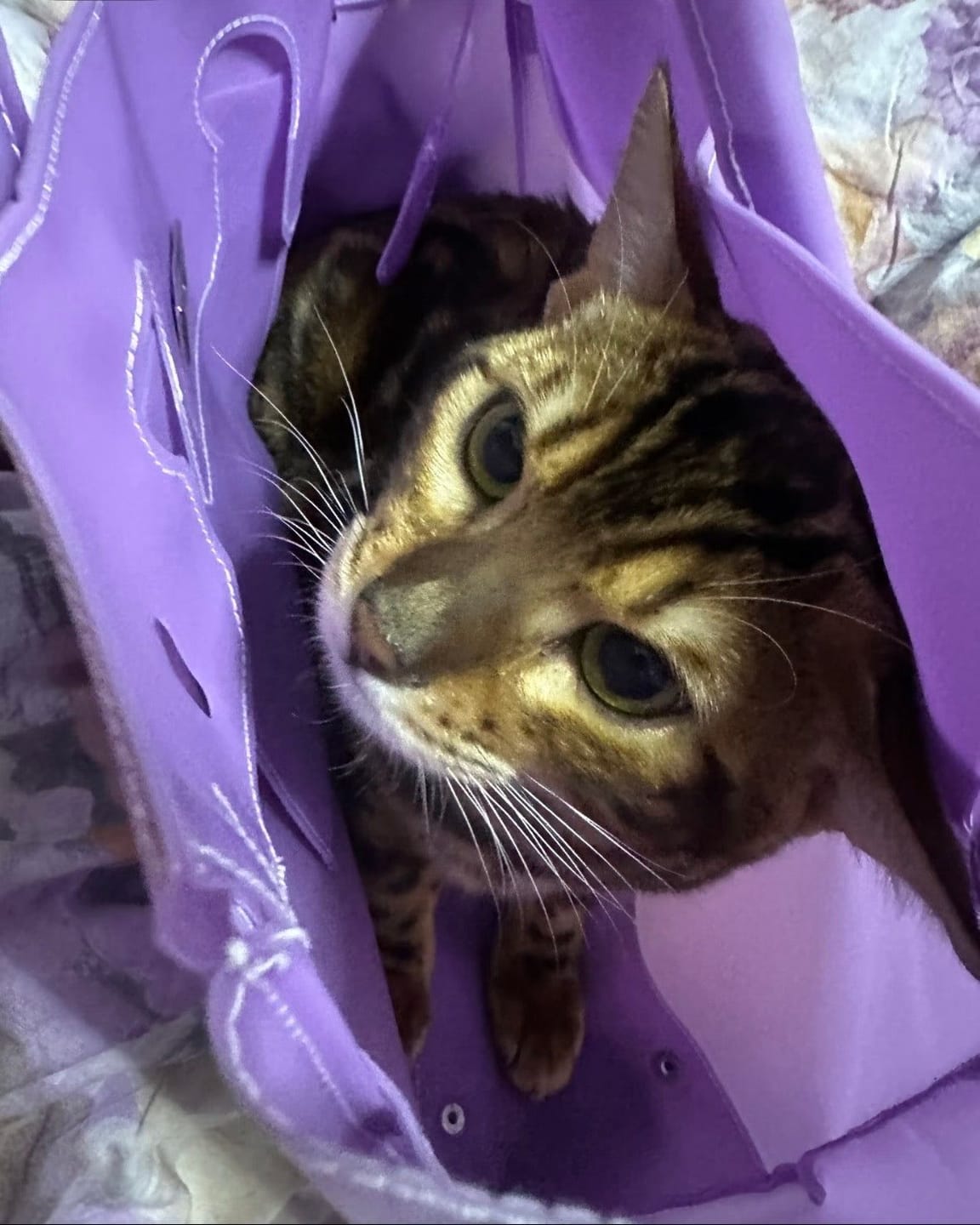 Customer photo review of Jello Tote Violet | Jello Firkin
