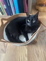 Le chat noir du client se repose à l'intérieur du panier Instinct en corde marron et blanc sur un sol en bois.