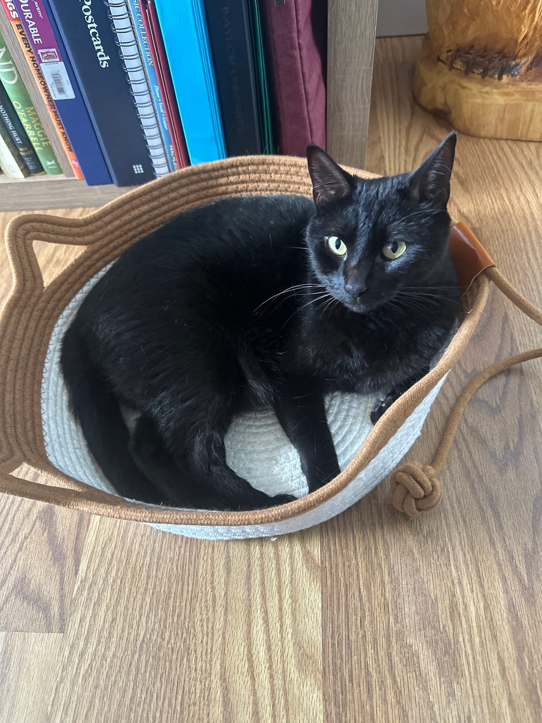 Customer photo review of Instinct Basket | Meet the first research-backed natural territory for indoor cats