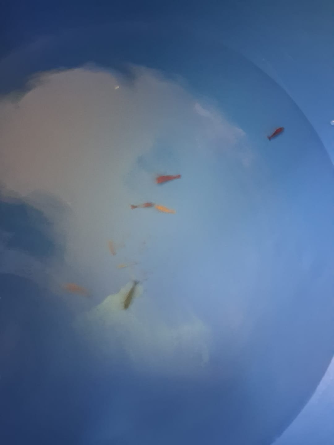 Customer photo review of Skittles Shrimp