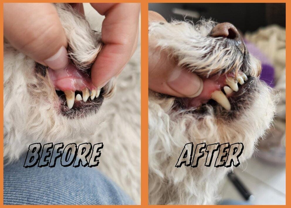 Customer photo review of Nettoyeur Dentaire Ultrasonique pour chien – Une bouche plus saine