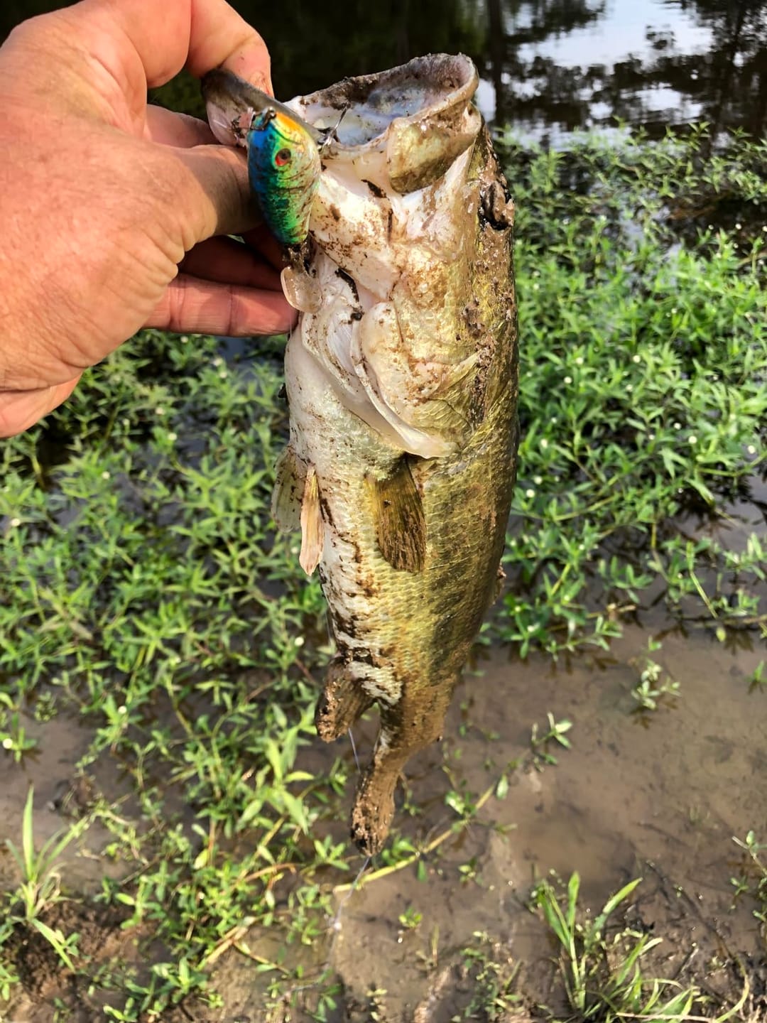 Customer photo review of PoPobait Topwater Bass Lure Plopper Lure | Double Blade