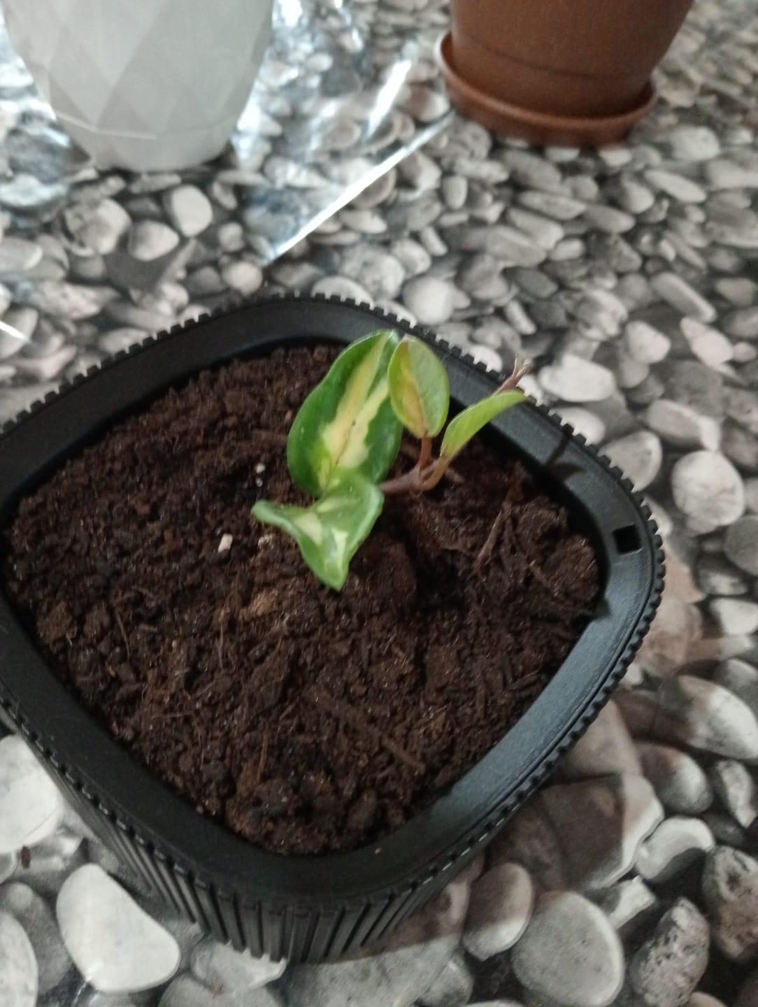 Customer photo review of Hoya carnosa 'Tricolor'