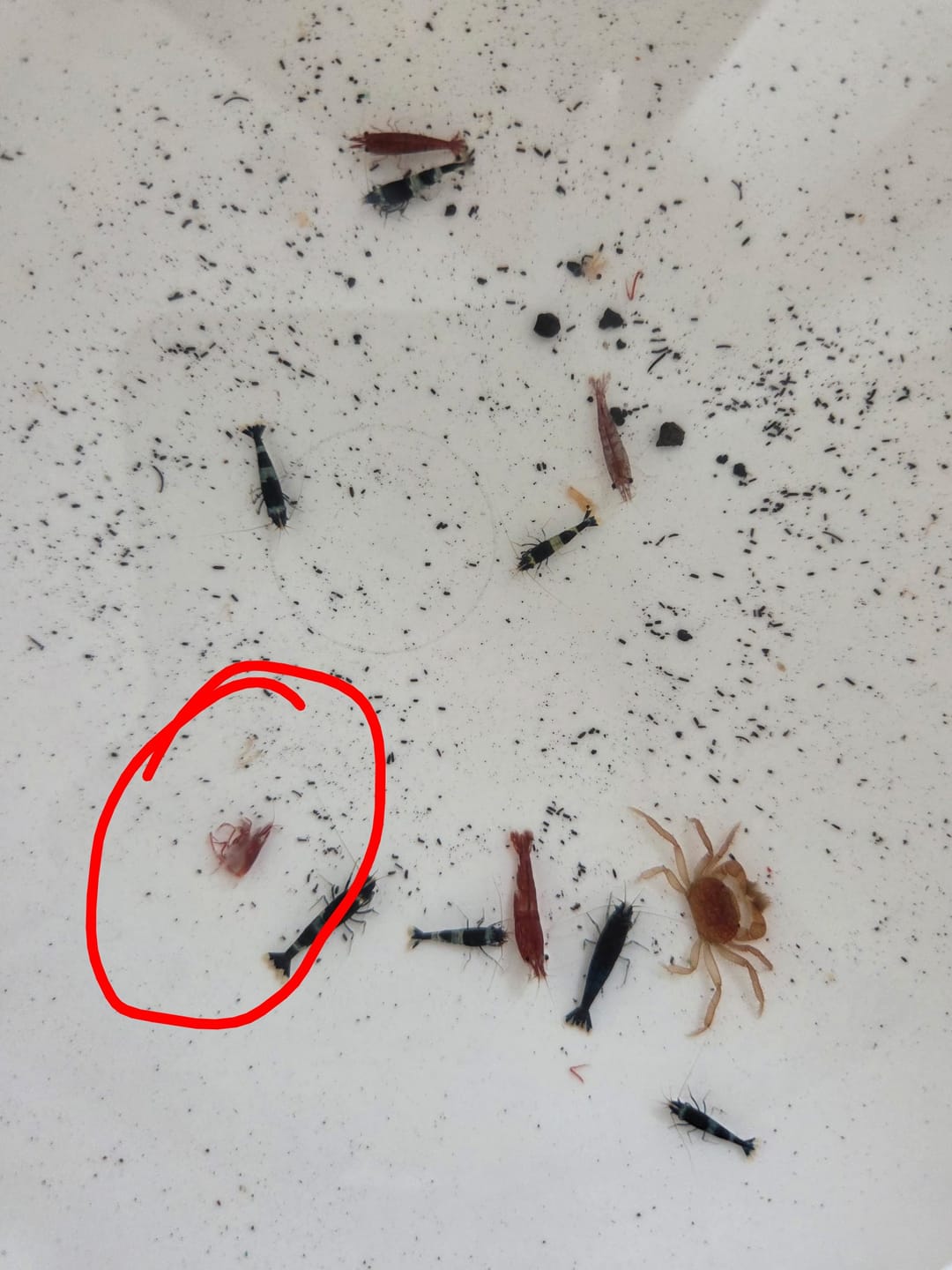Customer photo review of Skittles Shrimp
