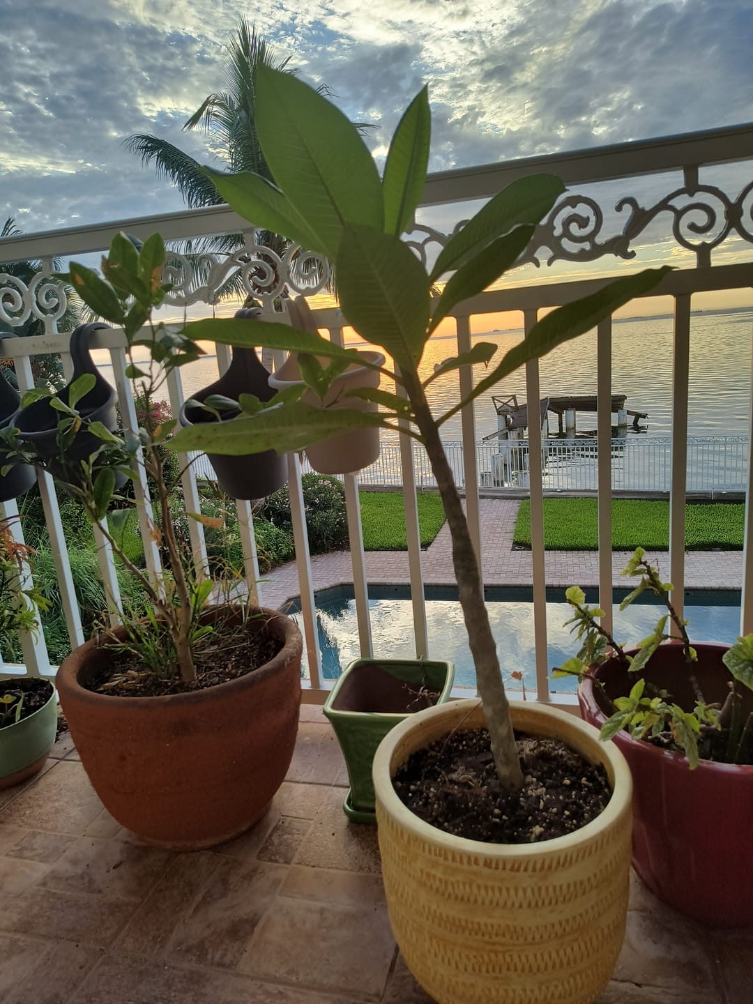 Customer photo review of Plumeria Rubra Pink-Yellow Orchid Flowering Tree