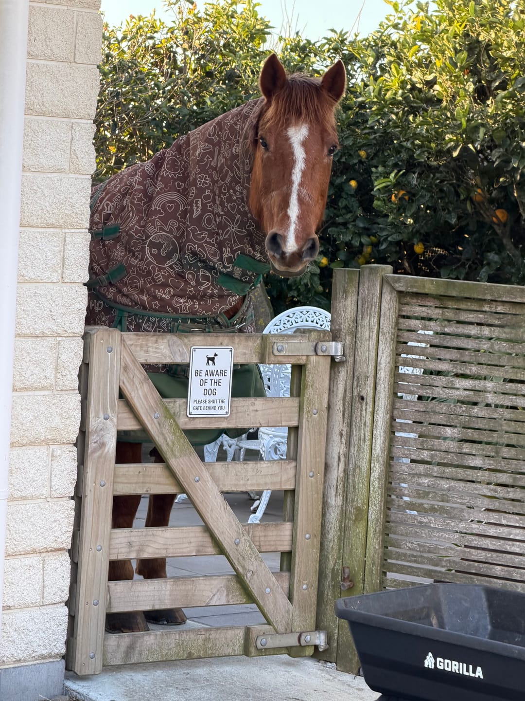 Customer photo review of Calm Healthy Horses AlleviateC