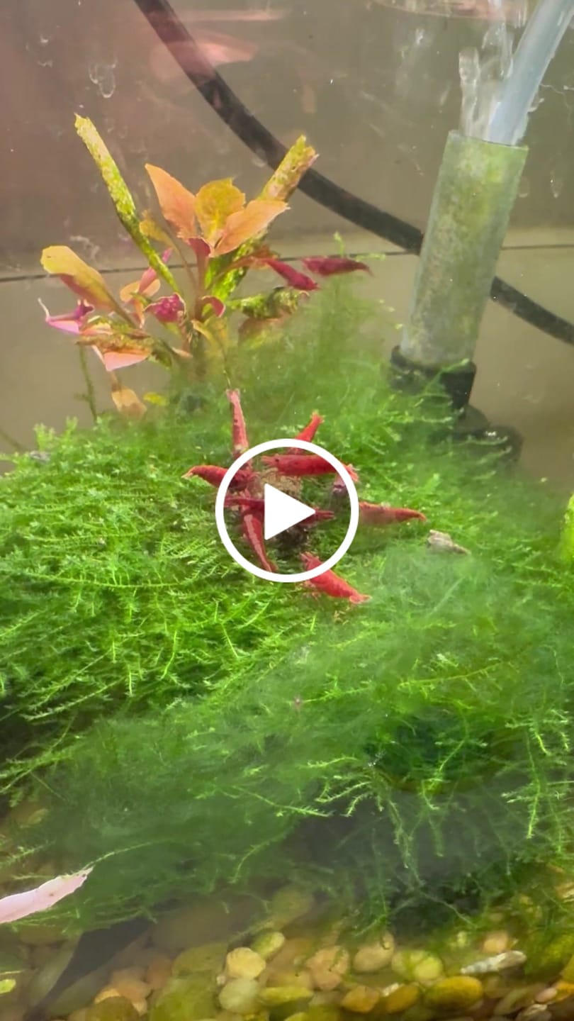 Customer video review of Fire Red Cherry Shrimp