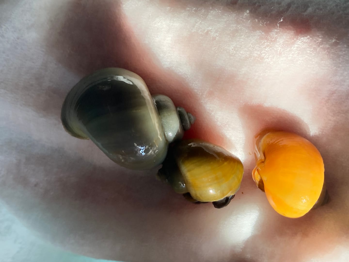 Customer photo review of Mystery Snail Mix (3 pack)