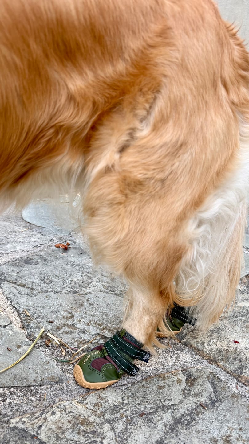 Customer photo review of Spark Paws 365 -  The All-Season Dog Shoes - Green Brown