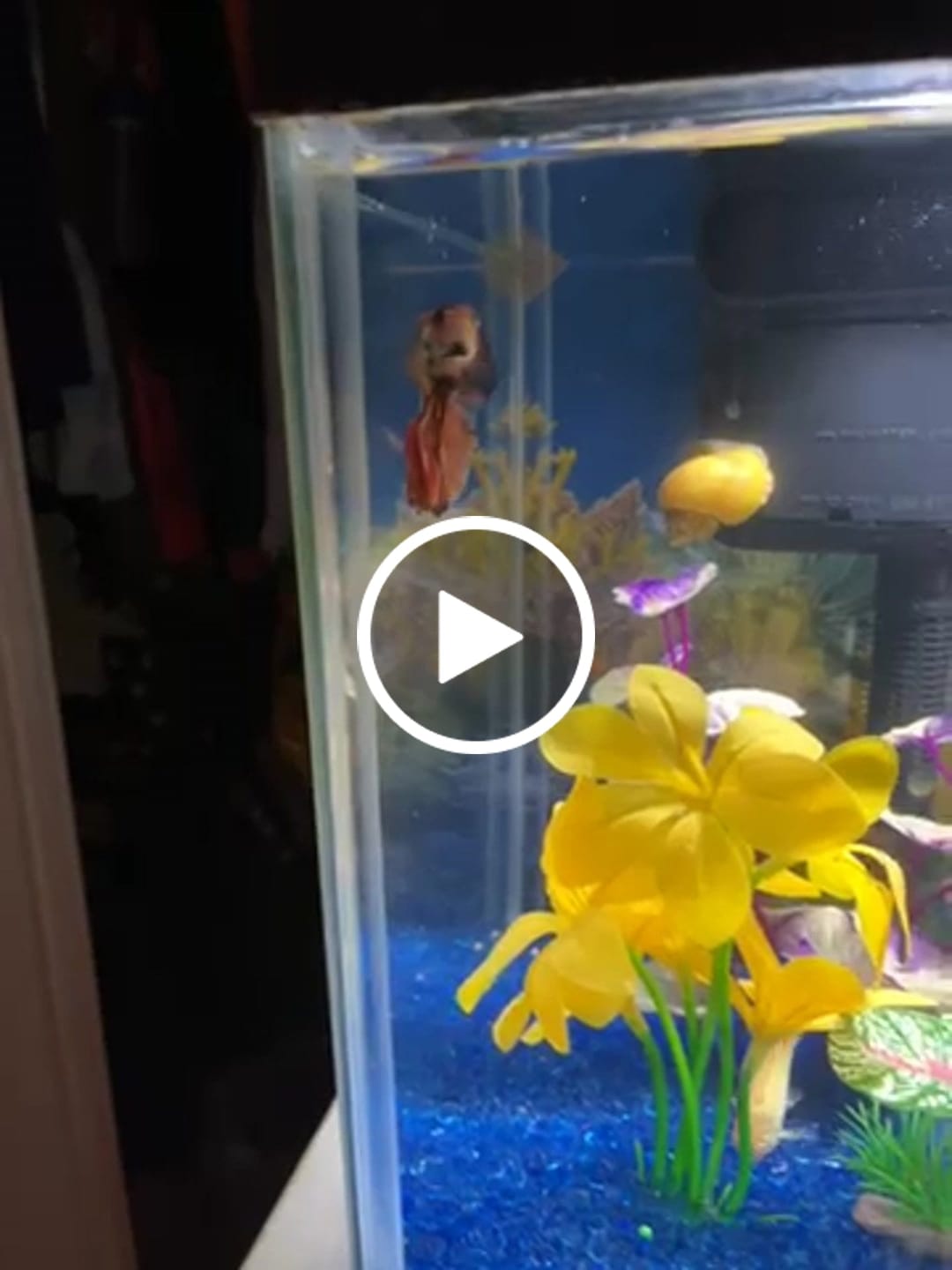Customer video review of Multicolor Halfmoon Male Betta Fish | High Grade | Order Directly From Farm |  You Pick Fish |
