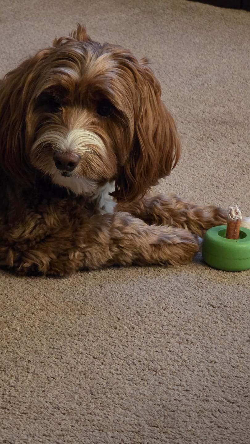Customer photo review of 6 Inch Thick Bully Stick