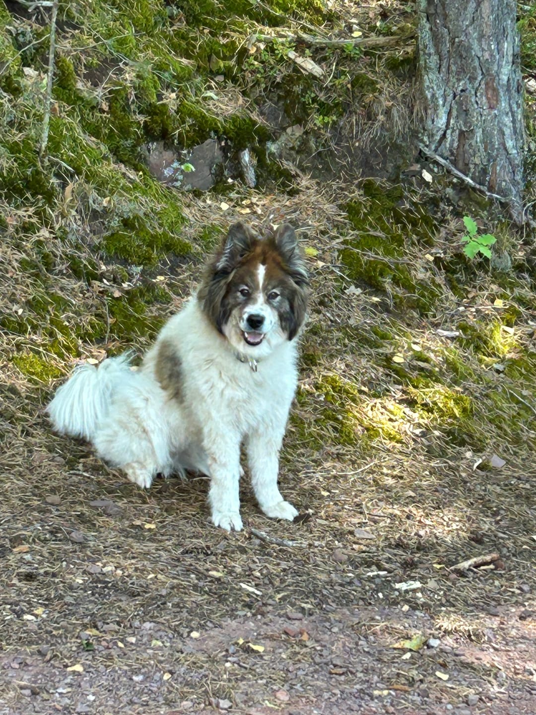 Customer photo review of Wurmtest Pro Hund