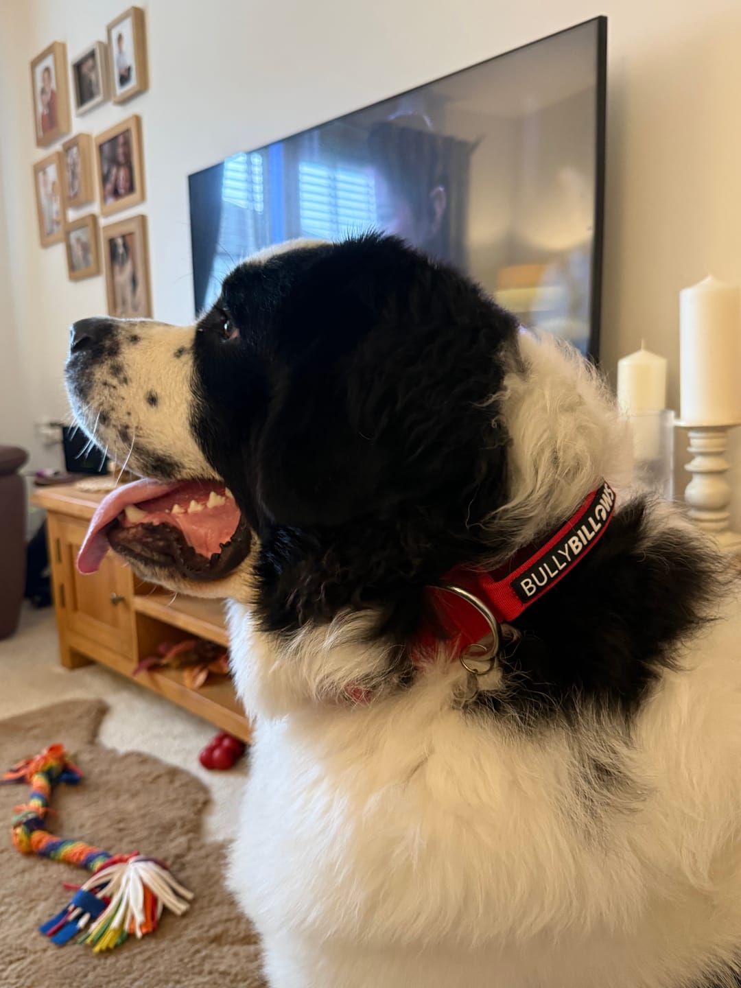 Customer photo review of 5cm Combat® Collar | With Handle & Secure Clip - Red