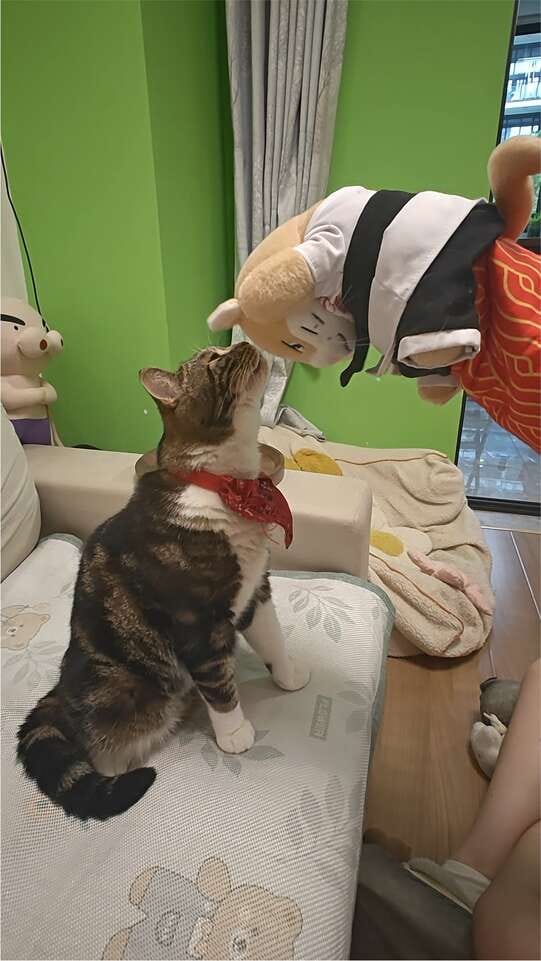 Customer photo review of Peluche Réconfortante pour Chat – Un compagnon doux au quotidien