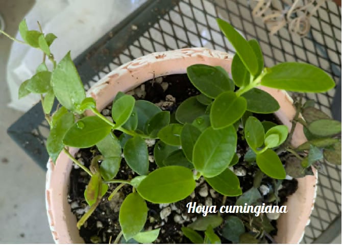 Customer photo review of Hoya cumingiana