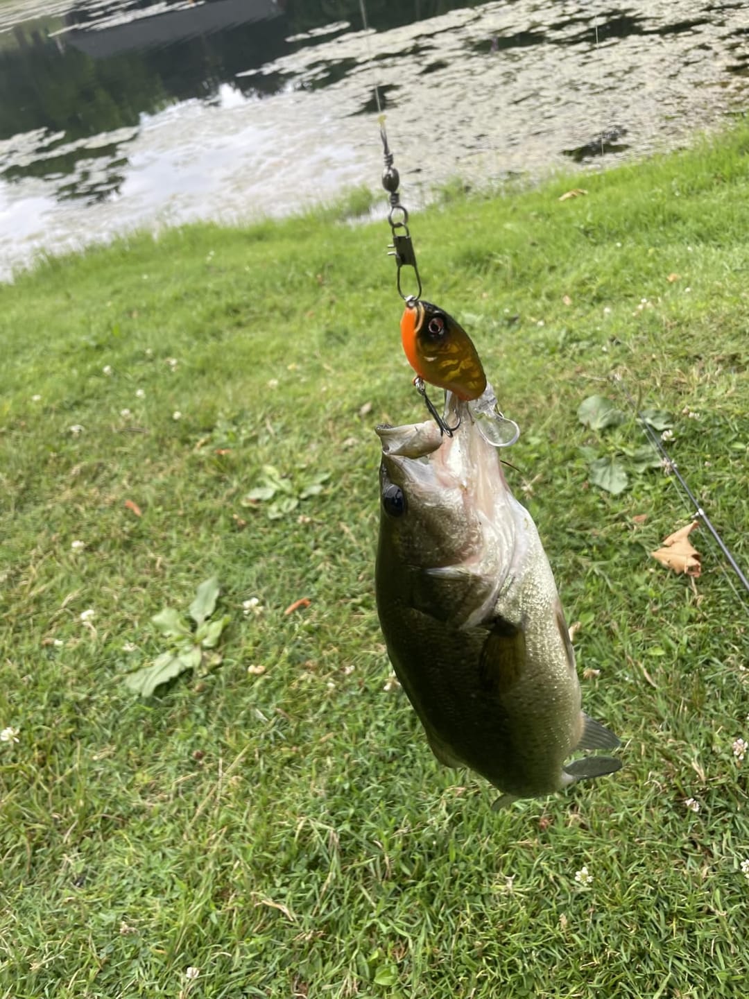Customer photo review of PoPobait Topwater Bass Lure Plopper Lure | Double Blade