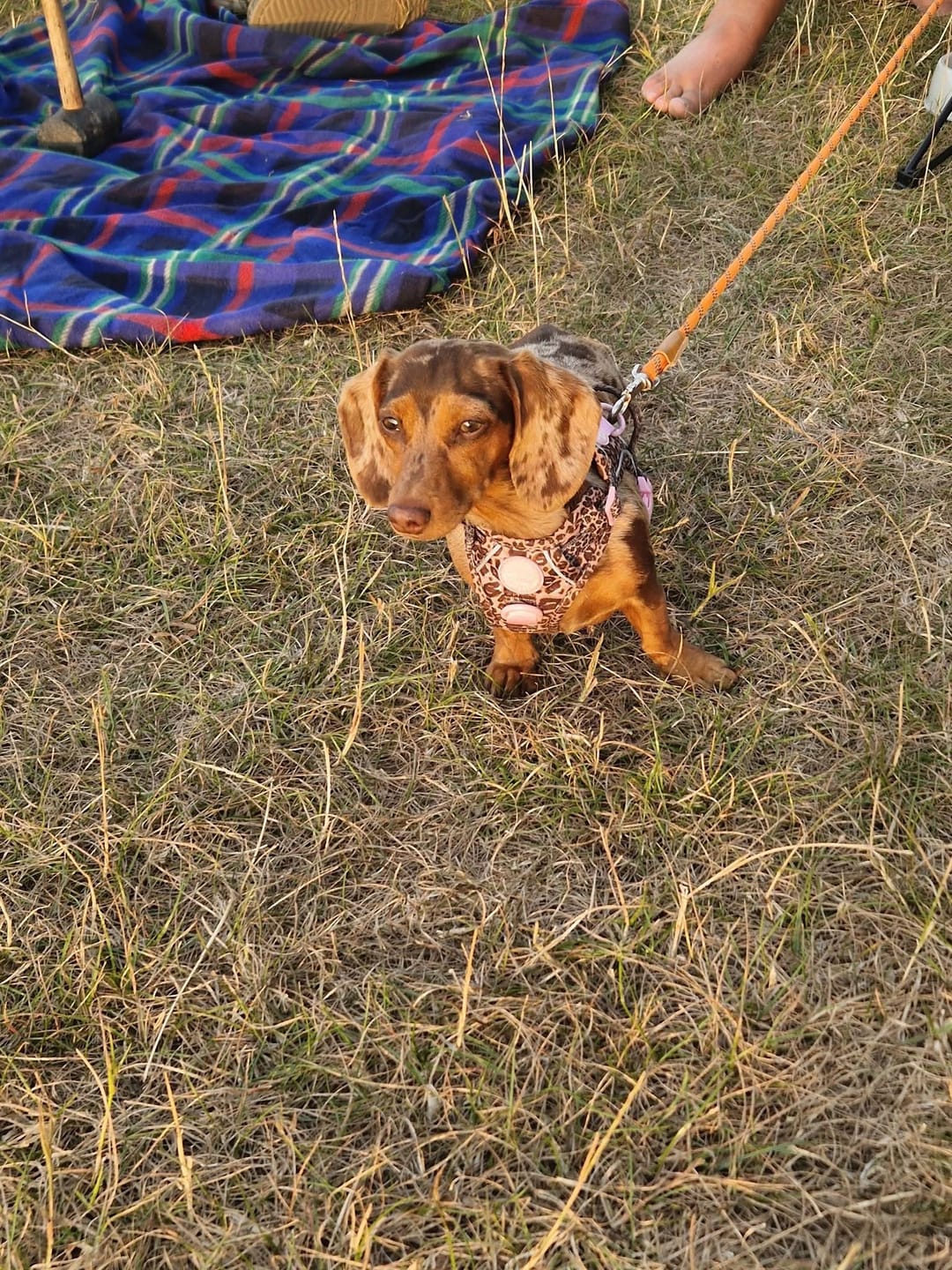 Customer photo review of Tough Trails™ Harness -  Leopard Print