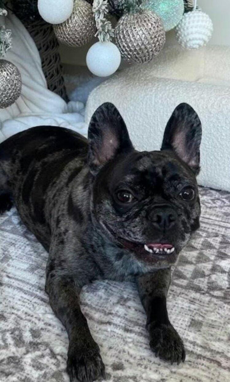 Customer photo review of Nettoyeur Dentaire Ultrasonique pour chien – Une bouche plus saine