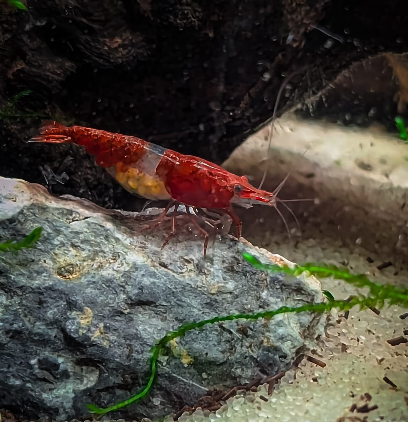 Customer photo review of Red Rili Shrimp