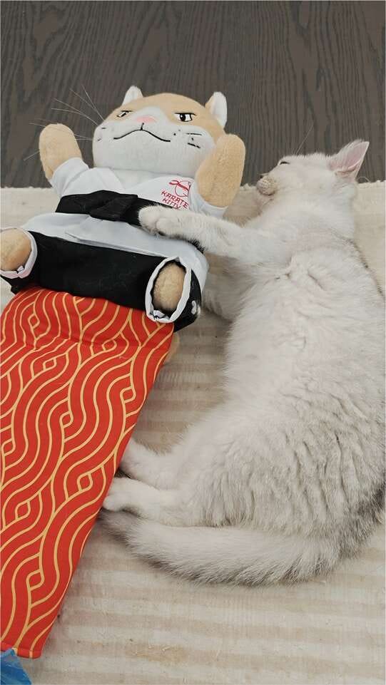 Customer photo review of Peluche Réconfortante pour Chat – Un compagnon doux au quotidien