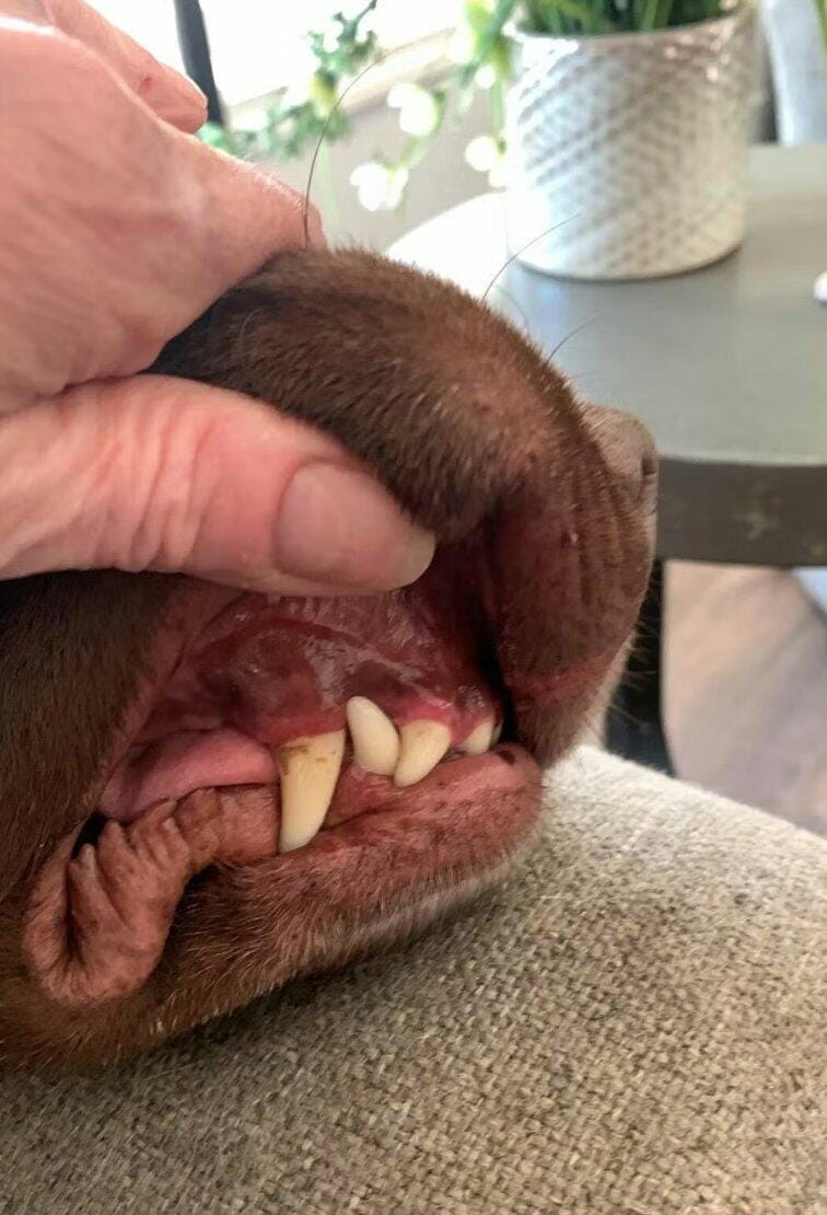 Customer photo review of Nettoyeur Dentaire Ultrasonique pour chien – Une bouche plus saine