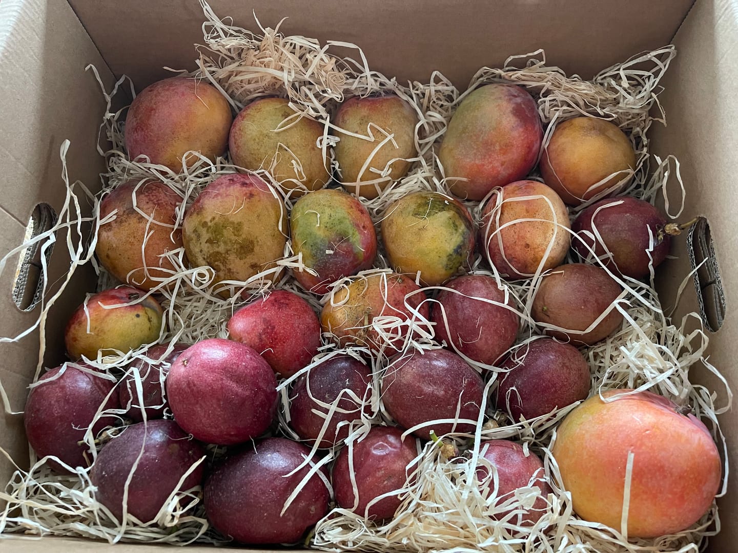 Customer photo review of Mini-Mango Tropigold von Antonio Aktionspreis %