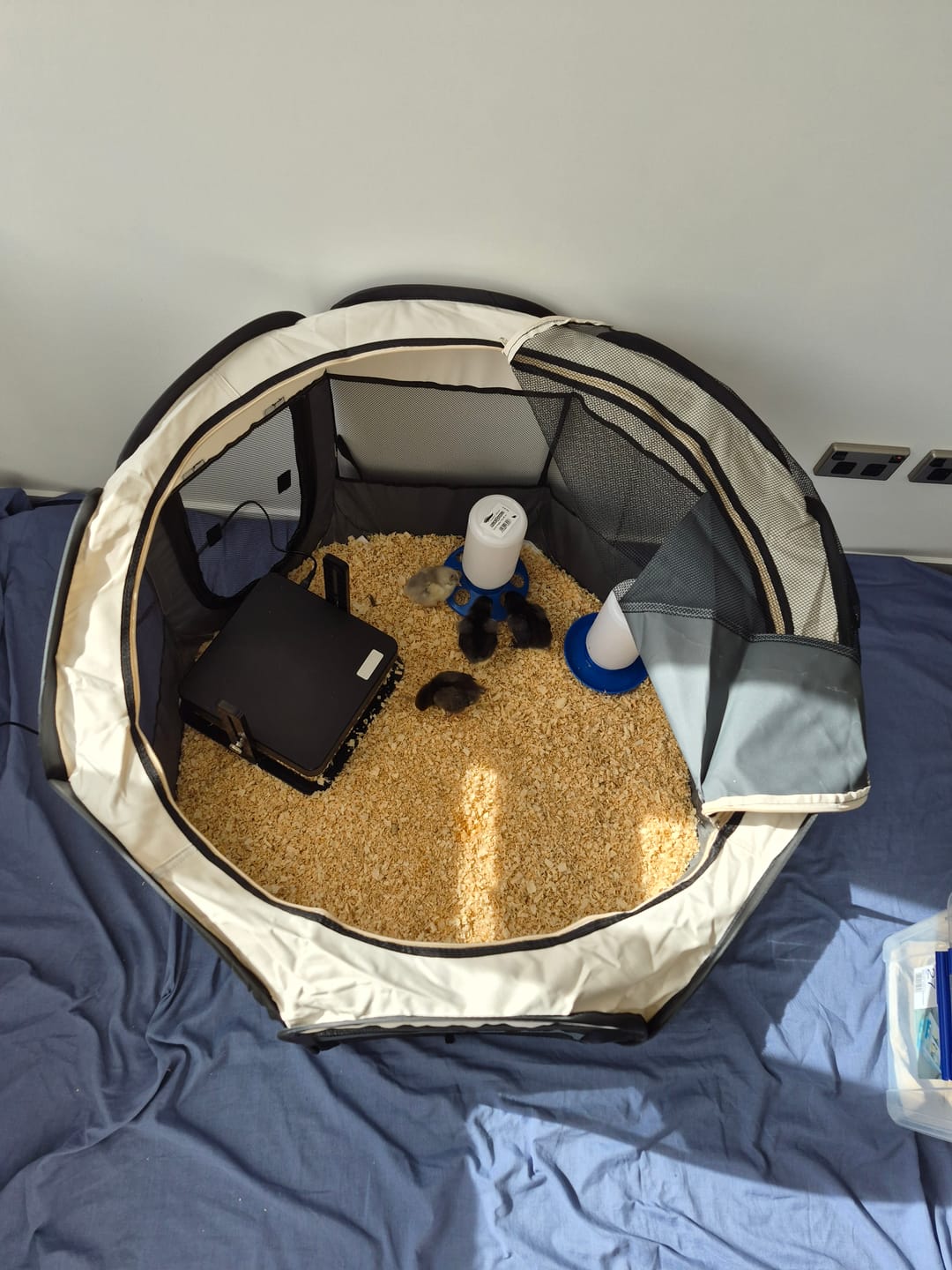 Customer photo review of Chick Brooder Pop Up Large 10-15 chicks