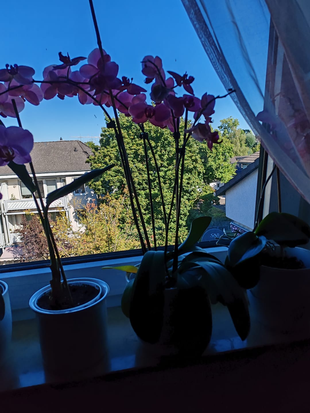 Customer photo review of Große Two of Us Narbonne mit terracottafarbenen Blüten und 3 Rispen