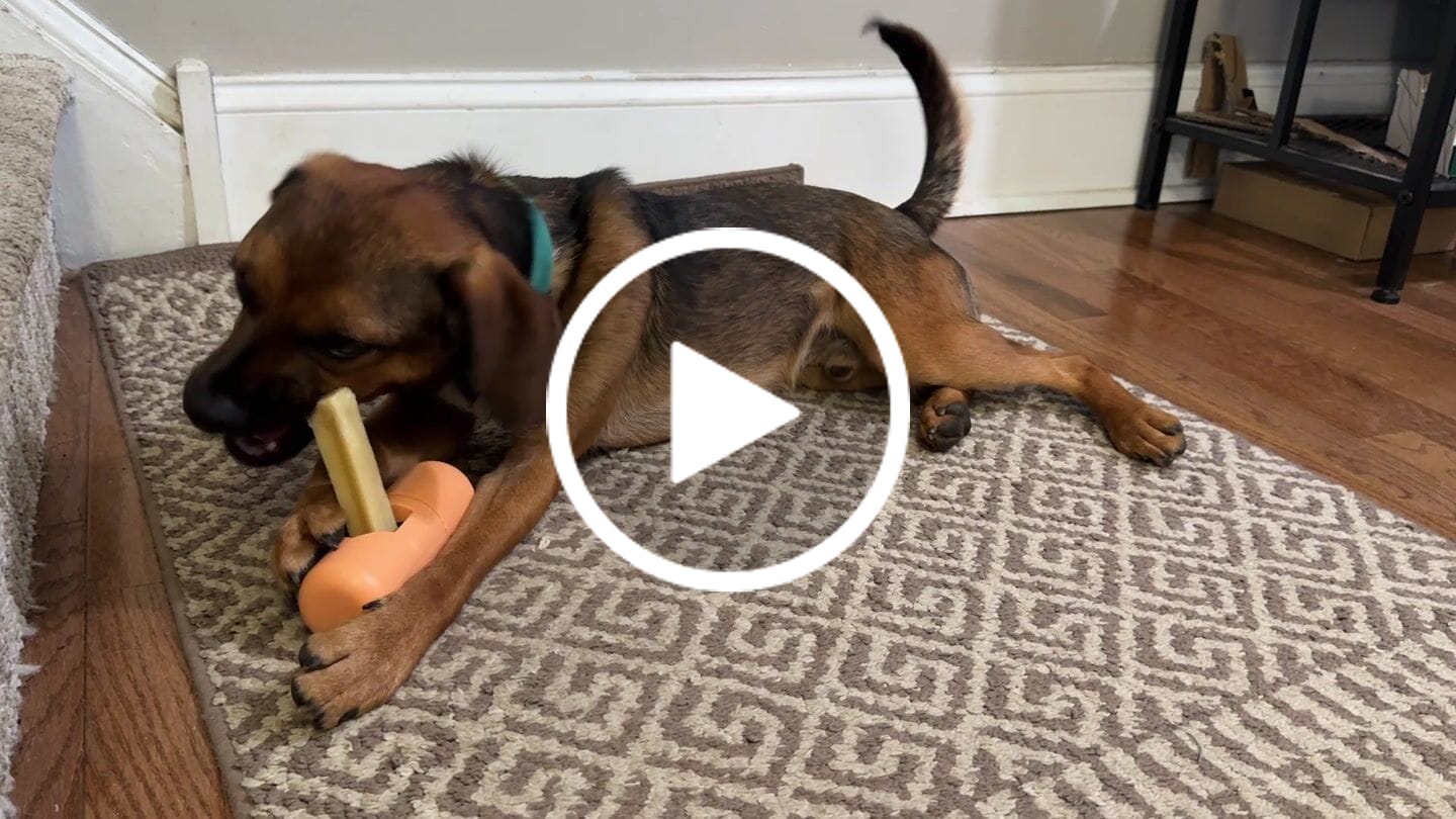 Customer video review of Himalayan Yak Chews — All Sizes | Small to Giant Dogs