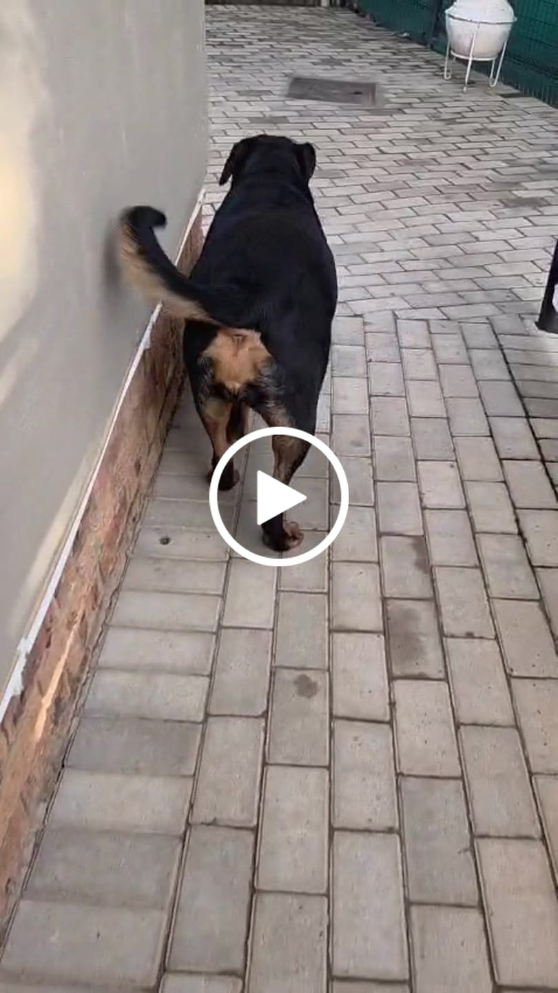 Customer video review of FlexCare (Joint & Movement Support For Dogs)