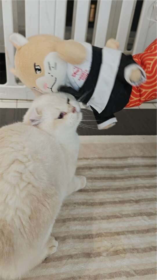 Customer photo review of Peluche Réconfortante pour Chat – Un compagnon doux au quotidien