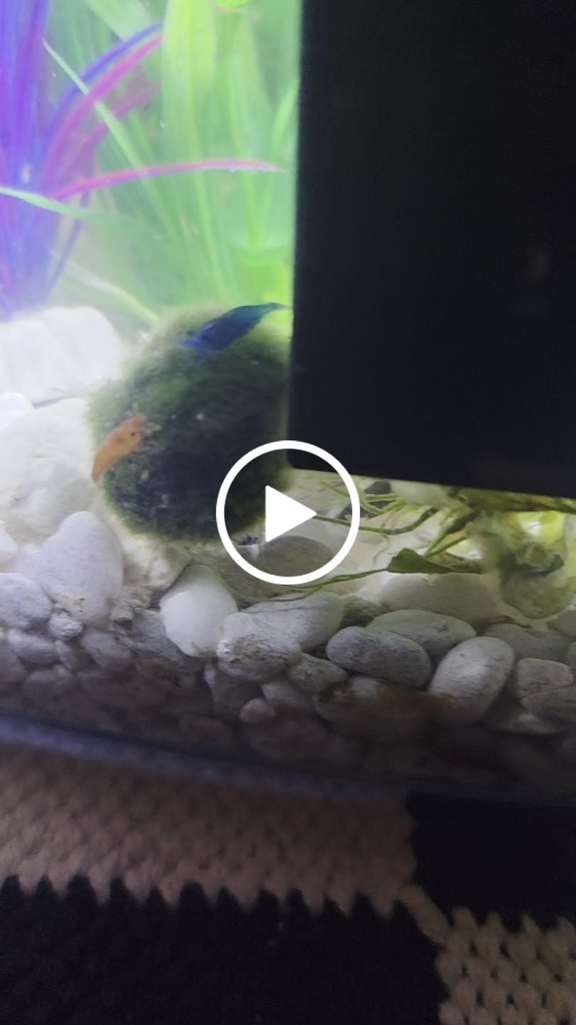 Customer video review of Blue Dream Shrimp