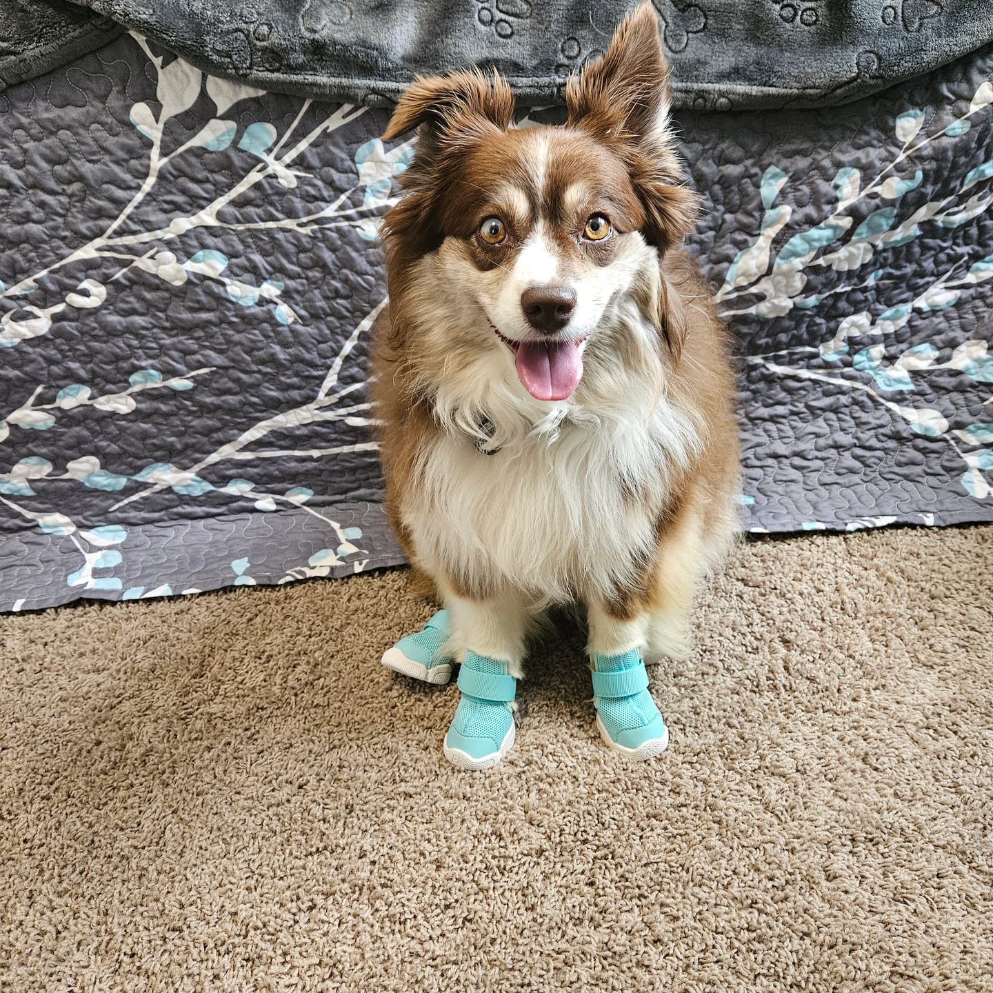 Customer photo review of Caesar 1