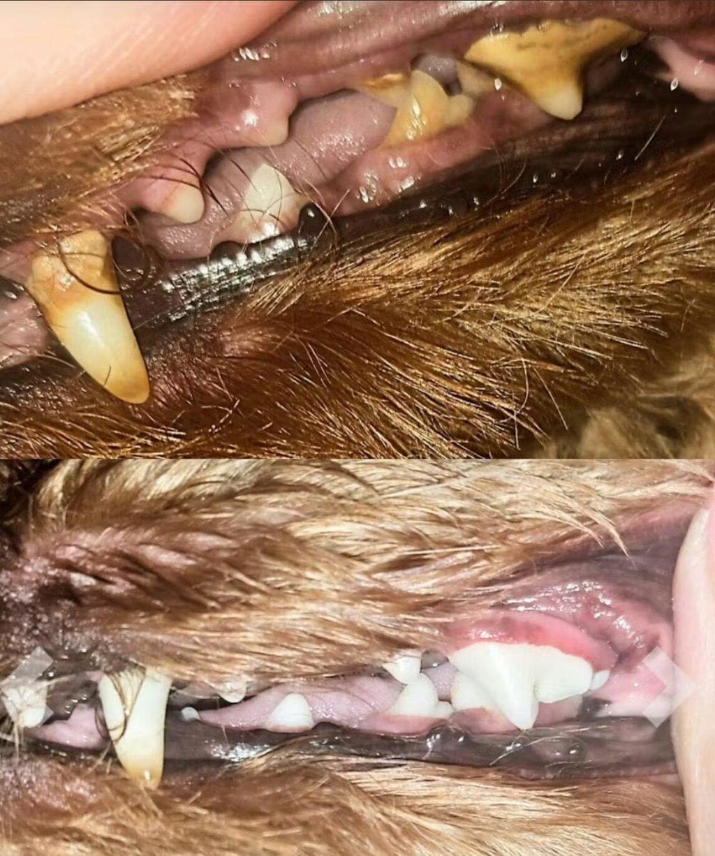 Customer photo review of Nettoyeur Dentaire Ultrasonique pour chien – Une bouche plus saine