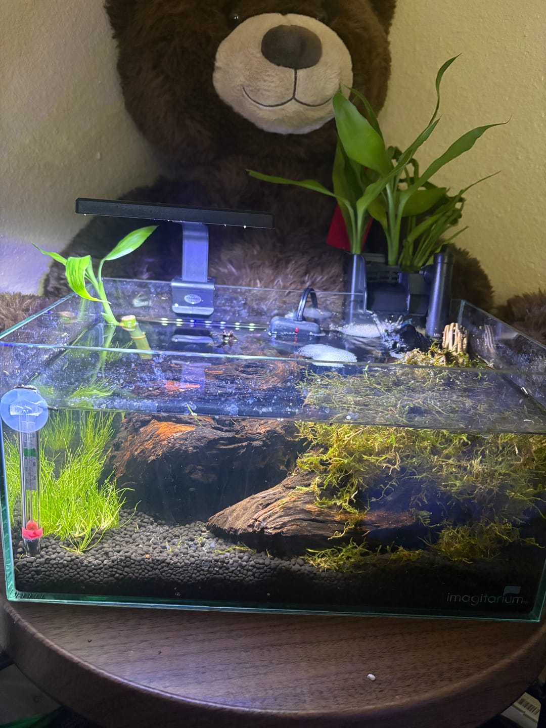 Customer photo review of Blue Velvet Shrimp
