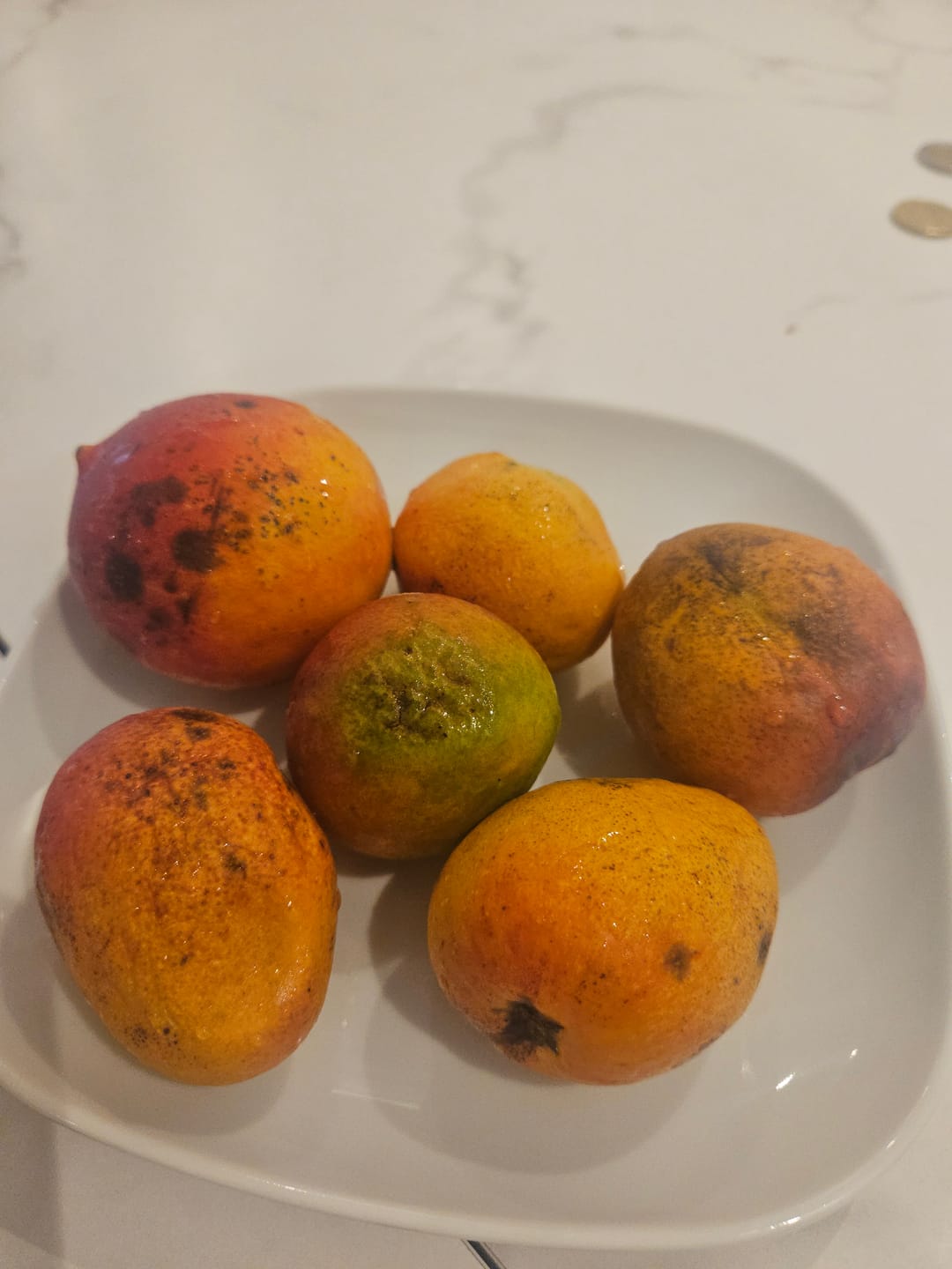 Customer photo review of Baby-Mango Mix "Wild Wonders" von Julian