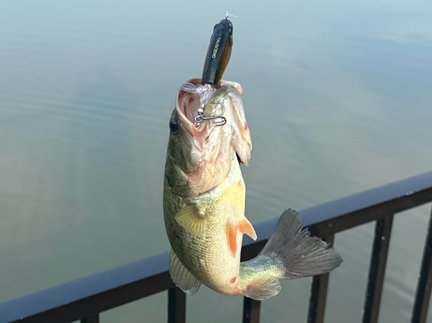 Customer photo review of PoPobait Topwater Bass Lure Plopper Lure | Double Blade