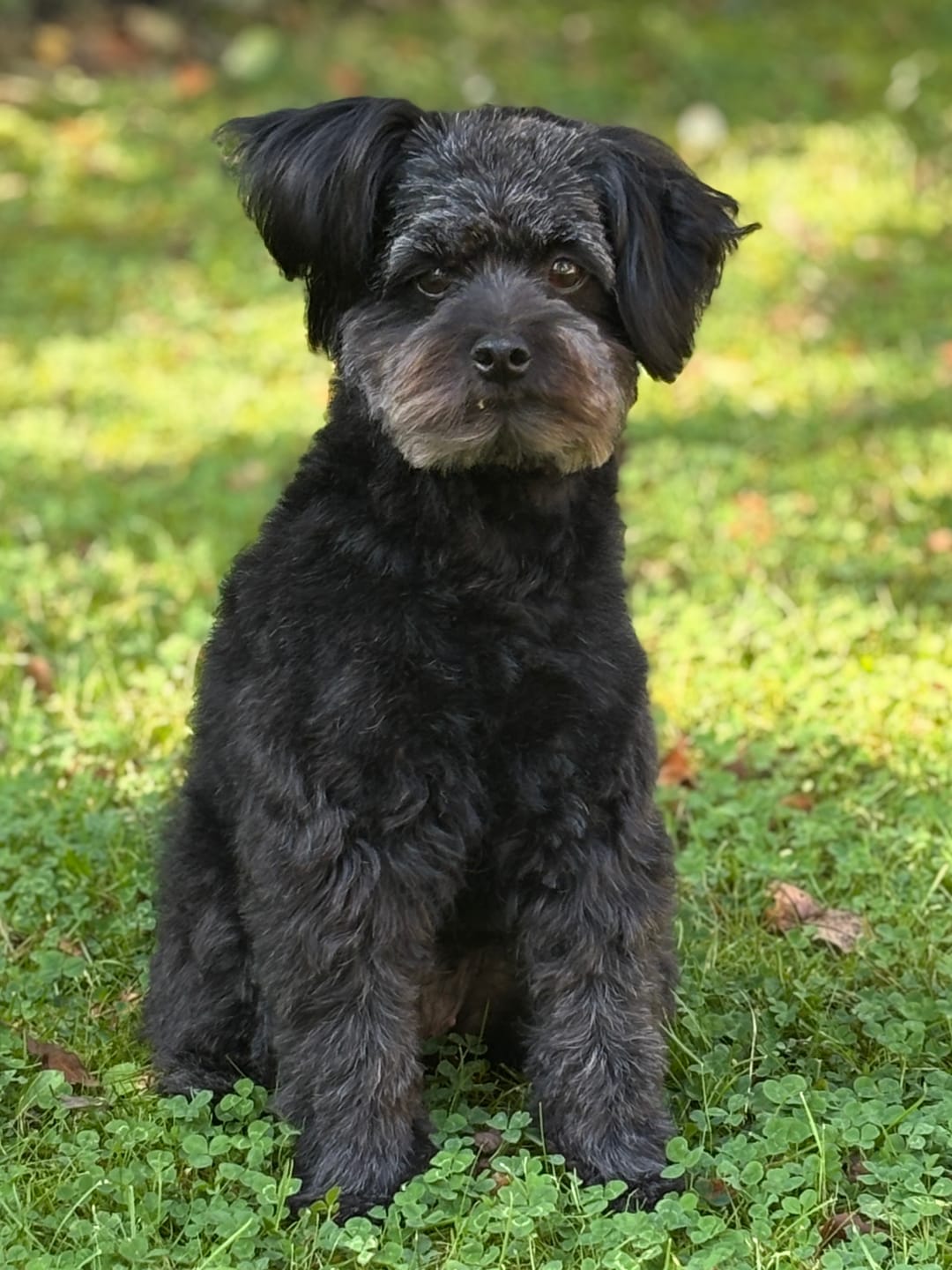 Customer photo review of Fur Aid Mask Luft - Hundebalsam